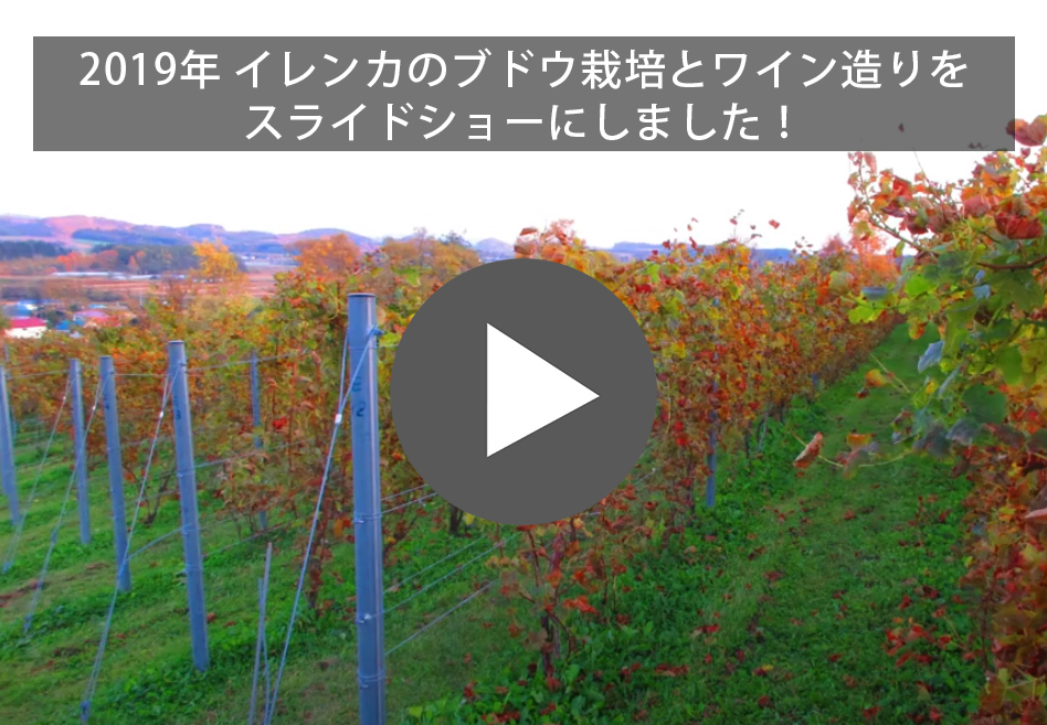 日本ワイン（ピノノワール）とカナダワイン（オカナガンワイン）の